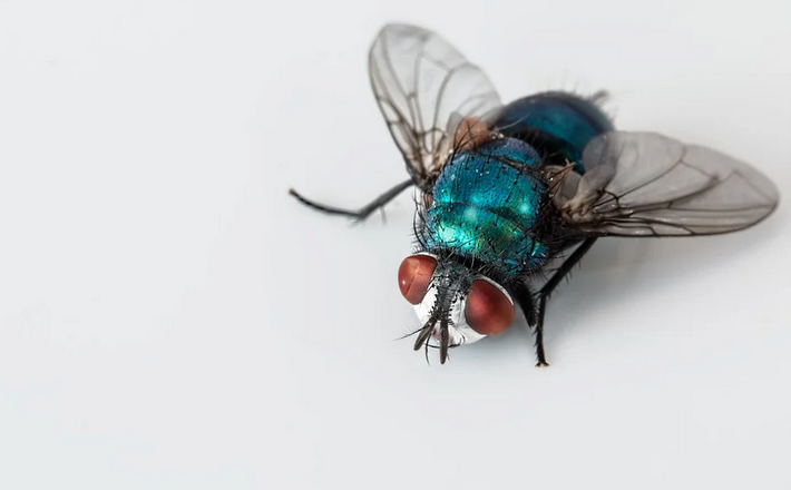https://antirayapjakarta.com/wp-content/uploads/2021/12/Gambar-2-Calliphora-vomitoria-klasifikasi-lalat-hijau.png